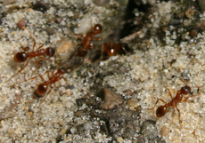 Ameisen-A.jpg